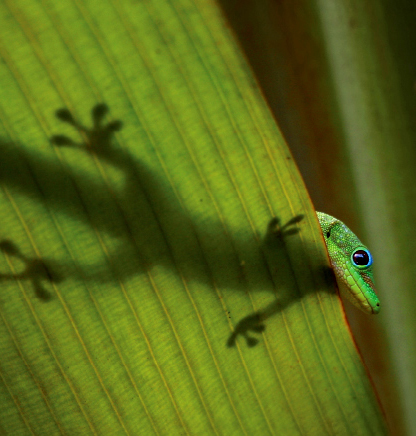 Lizard